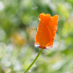 Kiss a Poppy Good Morning