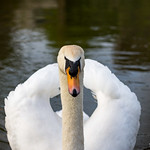 graceful swan