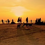 Dogs loves sunset too! Caticlan, Philippines