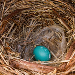First bluebird egg of the year