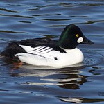 Common Goldeneye - Vancouver, BC