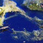 water striders at Lake Meyer Park IA 854A3734