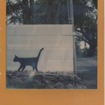 Day 1: 2/2 Slinkin' down alleys for polas