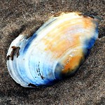 Shell