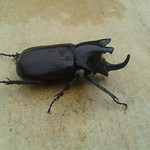 Beetle