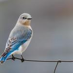 Mountain Bluebird, female