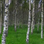 birches