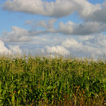 Corn field