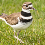 Killdeer