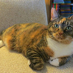 Gracie 3 April 2017 4008Ri 4x6