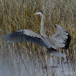 1.02044 Grand H&eacute;ron / Ardea herodias herodias / Great Blue Heron