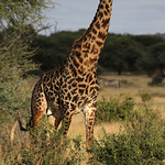 Giraffa camelopardalis tippelskirchi ♂ (Kilimanjaro - Masai Giraffe)