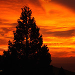 Pine Tree Dawn Break