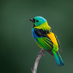 Sa&iacute;ra-sete-cores / Tangara seledon / Green-headed Tanager