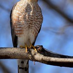 Sharp-shinned Hawk - The Big Stare
