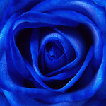 Blue Rose