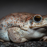 Red Spotted Toad