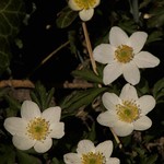 Wood Anemone/ Buschwindroeschen