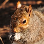Nibbling Squirrel.
