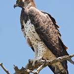 Martial Eagle