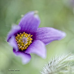 A small body of determined spirits fired by an unquenchable faith in their mission can alter the course of history. (Quote by Gandhi)