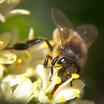 Hector: enjoying his nectar