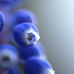 Muscari