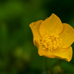 Creeping buttercup (Ranunculus repens)