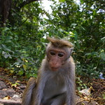 Macaque