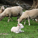 Perendale Texel Sheep