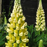 Lupins