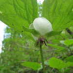 Mayapple