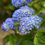 blue hydrangea