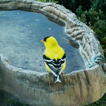 Pretty in yellow and black