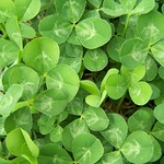 clovers