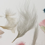 feathers