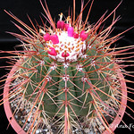 Melocactus