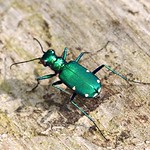 Six Spotted Tiger Beetle