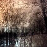 if these trees could talk...