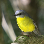 Eastern Yellow Robin