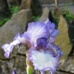 duch iris light blue0001