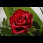 Patern&ograve; - Happy Mother's Day