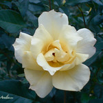 Yellow Hedge Rose
