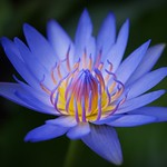 blue waterlily
