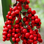 Cordyline congesta - Toothed-leaved Palm Lily, Coast Palm Lily