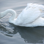 swan