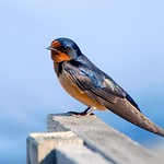 Barn Swallow Blues