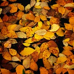 Golden Leaves
