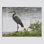 Distinguished Profile