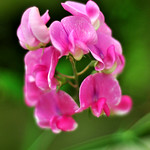 Into My Heart's Treasury